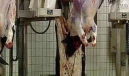 屠宰场在线观看,揭秘现代屠宰场在线观看全纪录